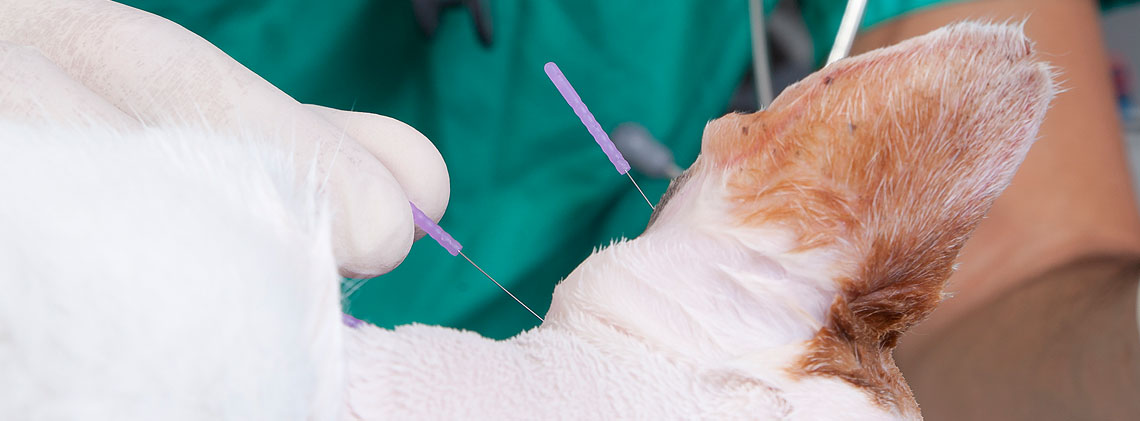 hdr-image-acupuncture-for-your-pet