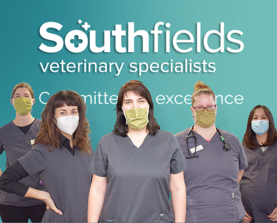 Southfields-Veterinary-Specialists-News-our-girl-power-dream-team